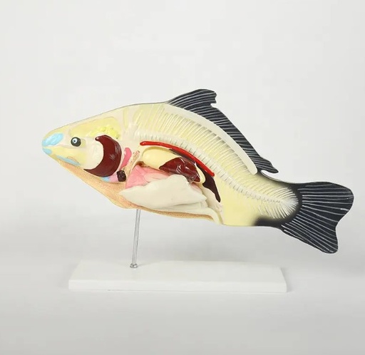 [ZHCMG009] Modèle anatomique de poisson