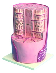 [020034] Modèle de cellule musculaire