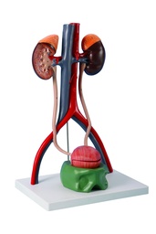 [020047] Modèle système urinaire