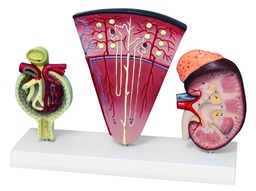 [020050] Modèle de rein humain