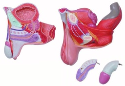 [020052] Modèle organes génitaux masculins - 4 parties 