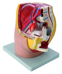 [020053] Modèle bassin féminin - 3 parties
