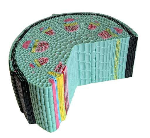 [020072] Modèle tige dicotylédone en coupe