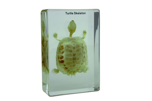 [020102] Squelette en inclusion résine : Tortue