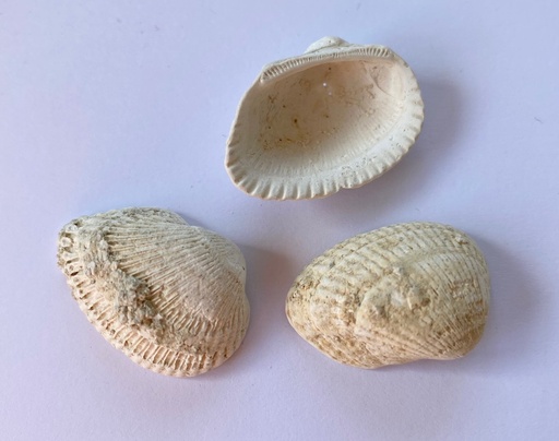 [031025] Fossiles véritables : Arca (lot de 12)