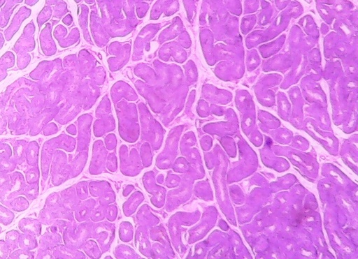 [027075] Histologie des vertébrés: Testicule - rat CT   