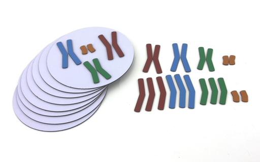 [029017] Ensemble génétique Mitose et Méiose 