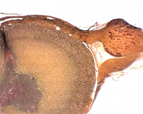 [027058] Histologie des vertébrés: Moelle et ganglion rachidien 