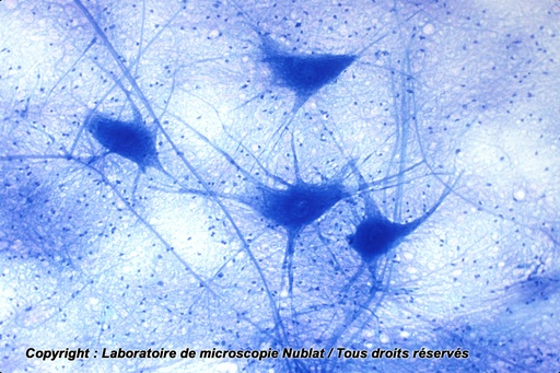 [027509] Cellules nerveuses dissociées, moelle épinière, BM - NUBLAT