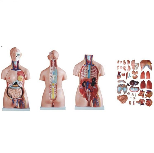 [020060] Tronc humain bisexué avec dos ouvert 40 parties 85 cm