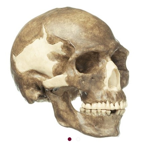 [ZHCMGS4] Crâne Sapiens (Cro-Magnon) SOMSO S4