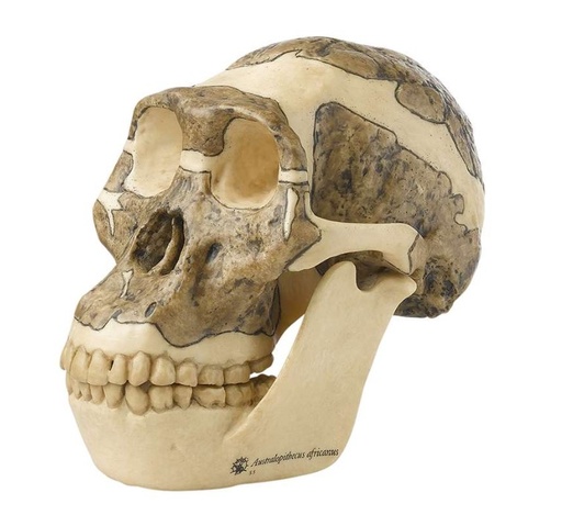 [ZHCMGS5] Crâne Australopithèque Africanus SOMSO S5