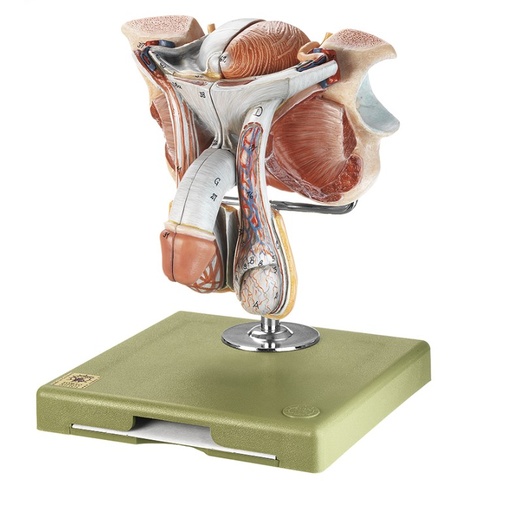 [ZHCMGMS3] Organes génitaux masculins SOMSO MS3