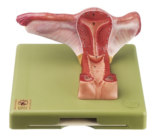 [ZHCMGMS4] Organes génitaux féminins SOMSO MS4