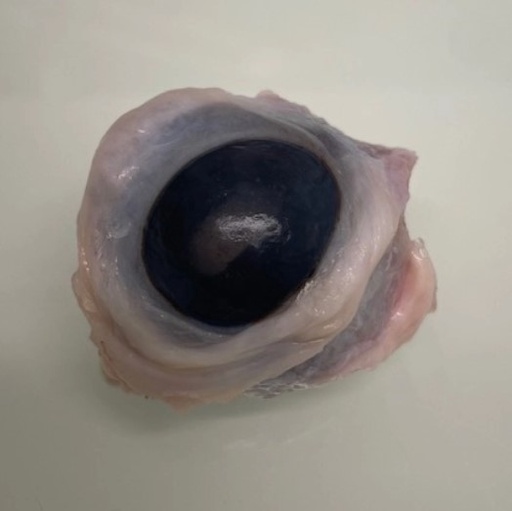 [028034-ZHCMR048] Oeil congelé de veau