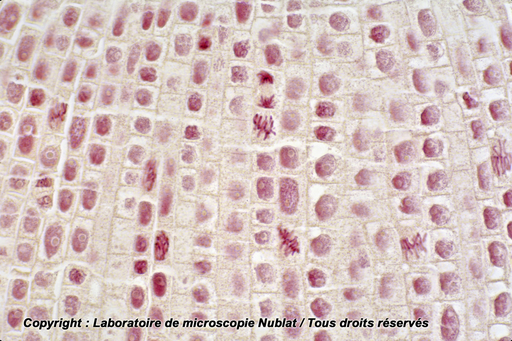 [027754] Mitoses - méristème racinaire terminal - Jacinthe - CL - F - Nublat