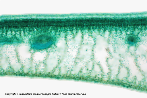 [027762] Parenchymes chlorophylliens - feuille de Houx - CT - VL - Nublat