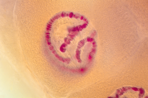 [027503] Chromosomes géants - gl.saliv. - larve Chironome - F - Nublat