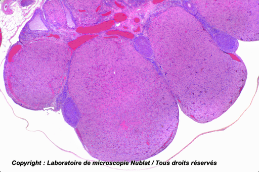 [027605] Préparation microscopique Nublat : Ovaire - avec corps jaune - Lapine - CL - HE - Nublat