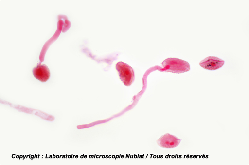 [027867] Germination du tube pollinique de Lis - CBA - Nublat