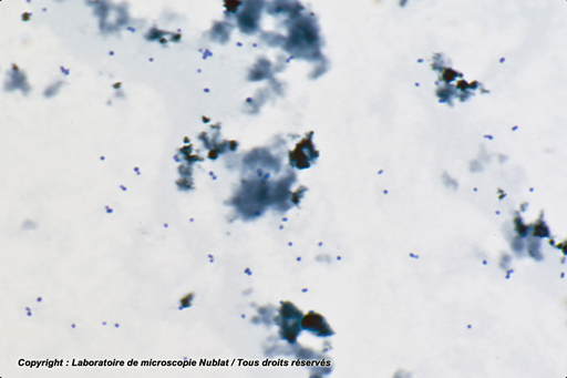 [027921] Staphylocoques - GR - Nublat