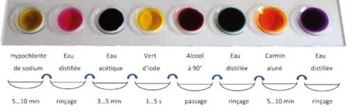 [S67334] Portoir 8 verres de montre 60 mm
